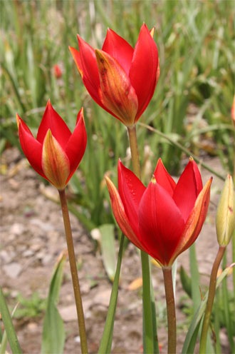 [tulipa-sprengeri2[4].jpg]