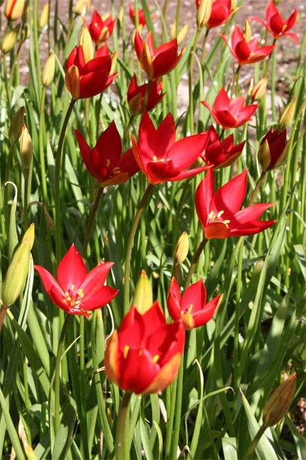 tulipa sprengeri img_1818