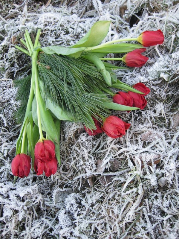 2008-12-26 Tulipaner på komposthaugen (2)