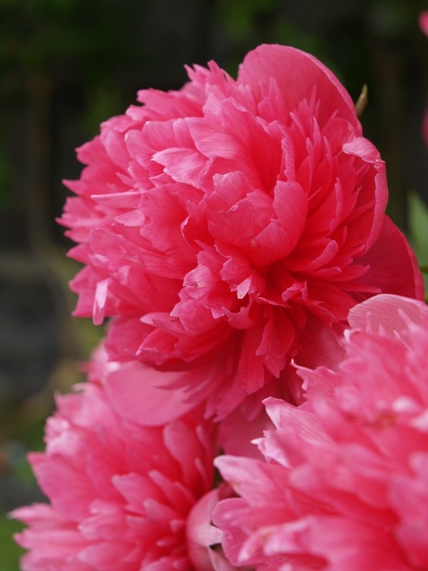 P6182420 Paeonia officinalis