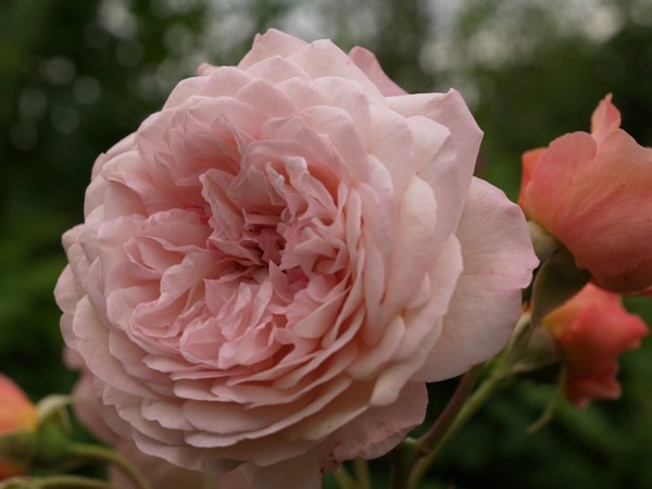P7303885