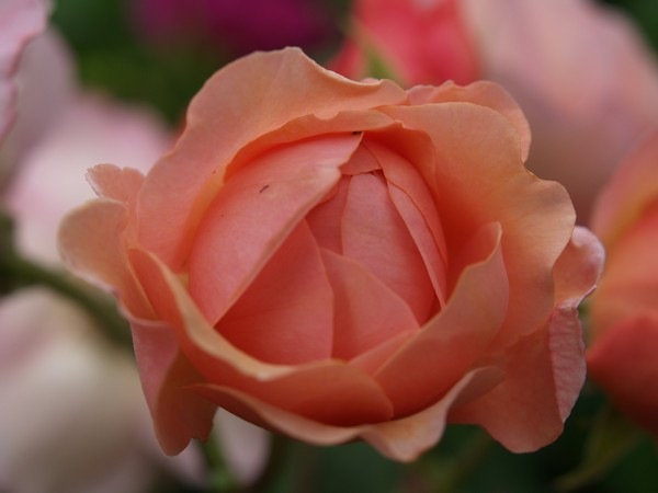 P7303882 Rosa 'Leander'