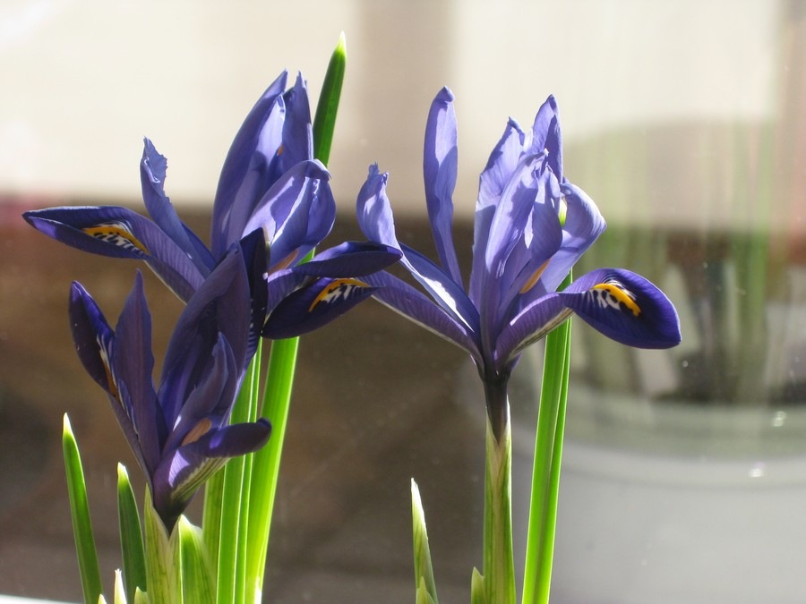 [2009-03-11 Blomster i leiligheten (2)[2].jpg]