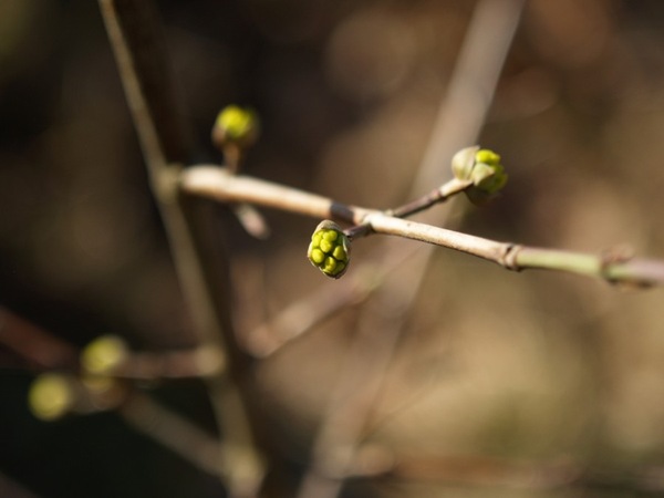 2009-03-21 Mars (109)