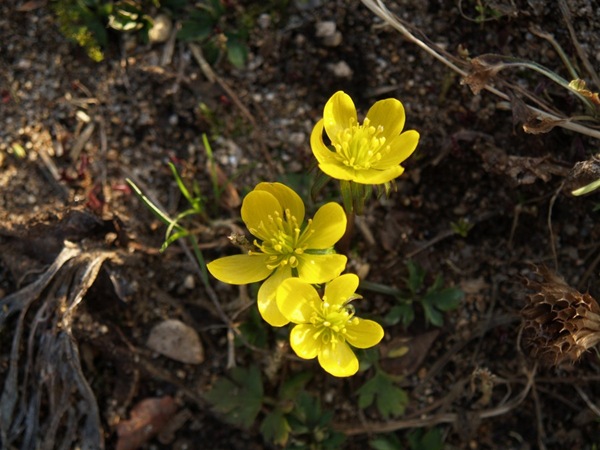 2009-03-21 Mars (205)