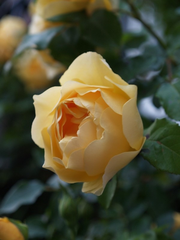 [P7042860 Rosa 'Graham Thomas'[2].jpg]