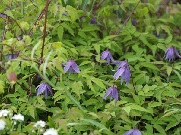 2009-05-07 Mai (5)