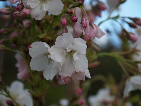 2009-05-07 Mai (63)