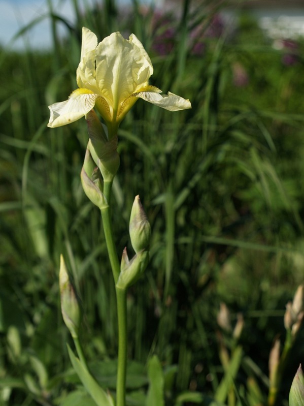 2009-06-01 (30)