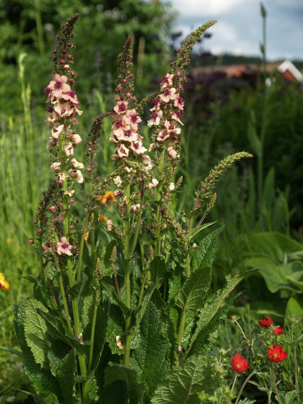 2009-06-07 (20)