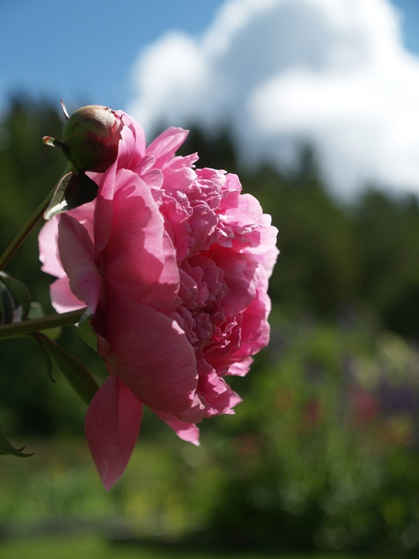 2009-06-18 Hagen (10)