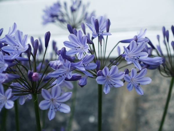 Hagene våre: Agapanthus – Afrikas blå lilje…