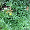 Gold moss sedum