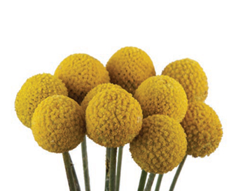 Button Mums