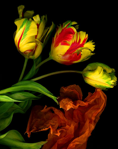 Parrot tulips