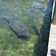 Endangered Species of the Southeast USA
