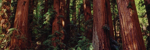 [redwood[2].jpg]