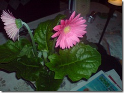 DSC00049 DSC00049