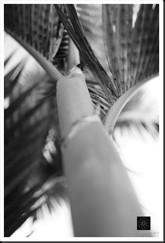 B&W4
