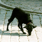 FI2608655_2E.jpg