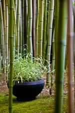 [103grasses322.jpg]