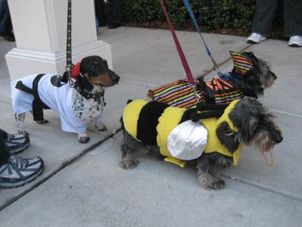 [3dogs4.jpg]