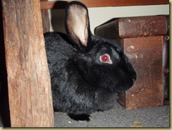 Midnight Rabbit