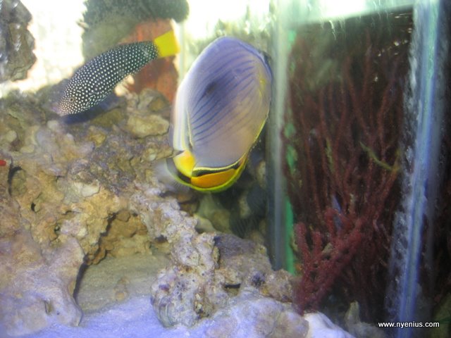 aquarium%20041.JPG