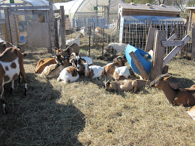 Goats