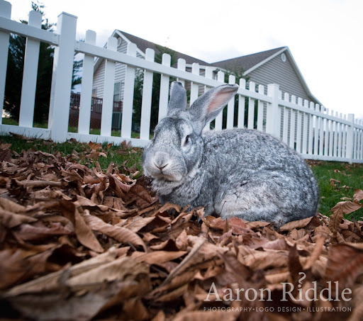 091105_Amazing_Cosmo_Bunny_Photoshoot-24_large.jpg