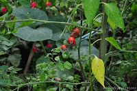 DSC_0917.JPG