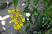 DSC_0959.JPG
