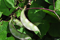 DSC_0114.JPG