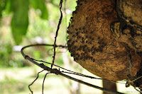 DSC_0909.JPG