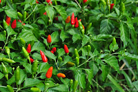 DSC_1076.JPG