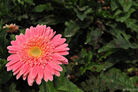 DSC_0131.JPG