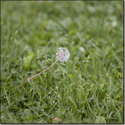 Lone Dandilion || Canon 50D/EF 50mm f/1.8 II | 1/6400s | f/1.8 | ISO500