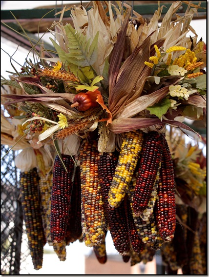 Corn Bunches || Canon 50D/EF 70-200mm f/2.8 @ 70mm | 1/500s | f/6.4 | ISO400