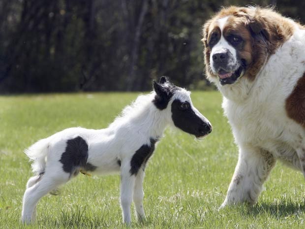 [mini-horse[5].jpg]