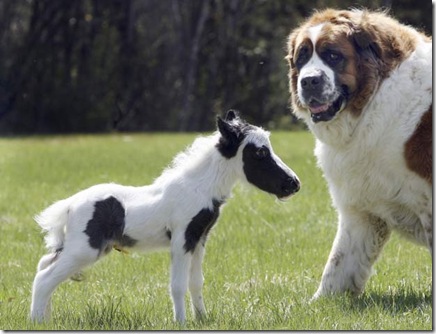 mini-horse
