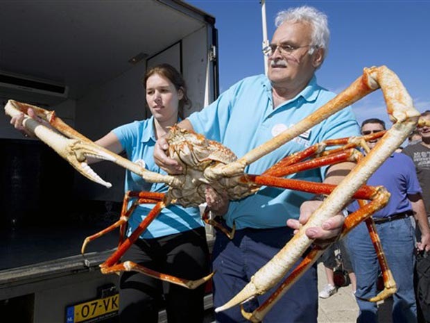 [crabzilla1[3].jpg]