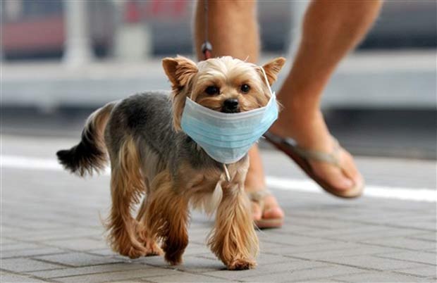 [dog[4].jpg]