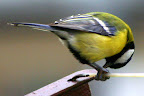 IMG_1438.JPG