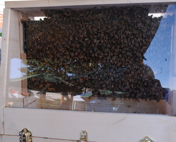 [Bees[4].jpg]