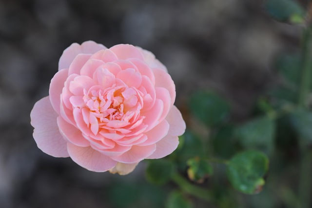 [Perfect Rose[7].jpg]