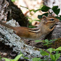 Eastern chipmunk