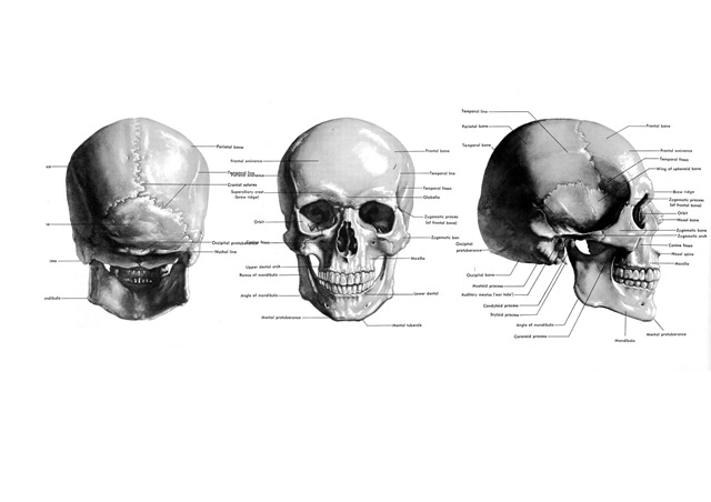 [skull sheet120mm[6].jpg]