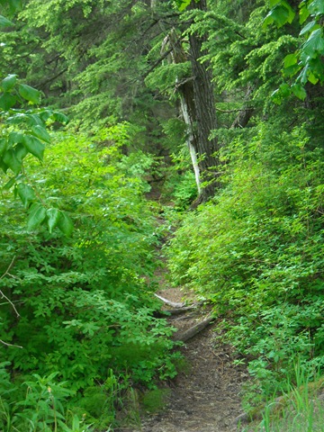 [walk through the woods[3].jpg]