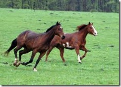 horses