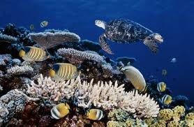 [Great Barrier Reef-1[2].jpg]